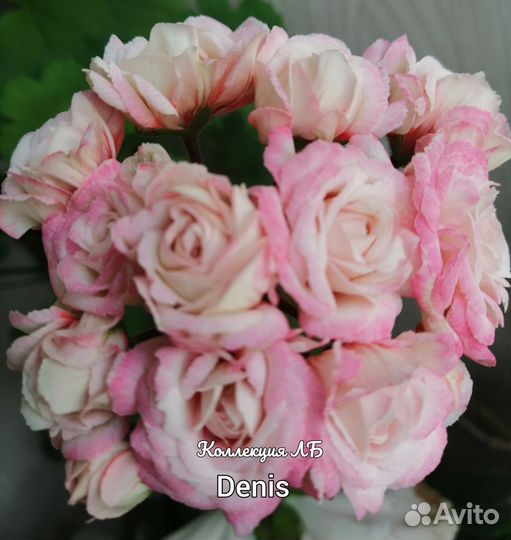 Пеларгония герань