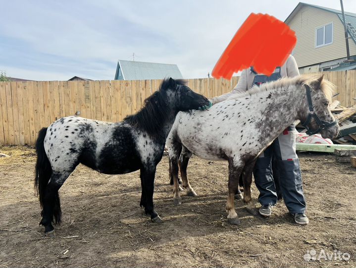 Пони жеребец