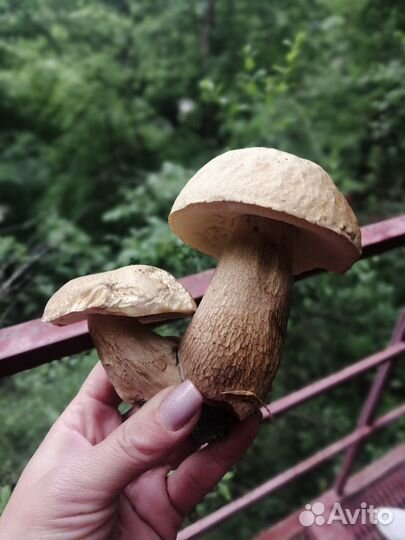 Продажа грибов