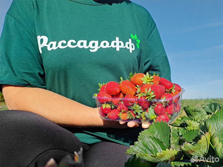 Рассада клубники. Элитные сорта