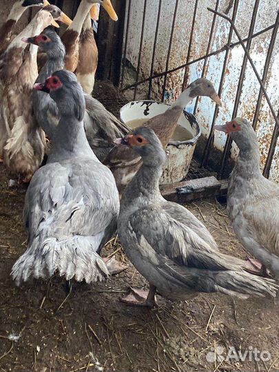 Мускусные индоутки