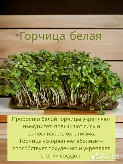 Микрозелень
