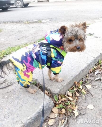 Йоркширский терьер мальчик