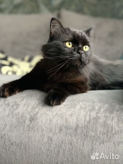 Кошка стерилизованная