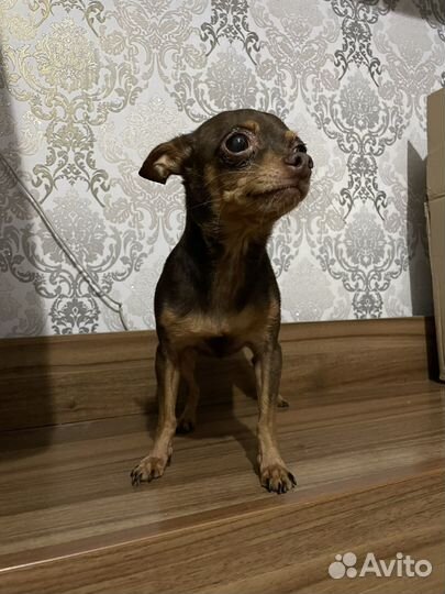 Мини той-терьер