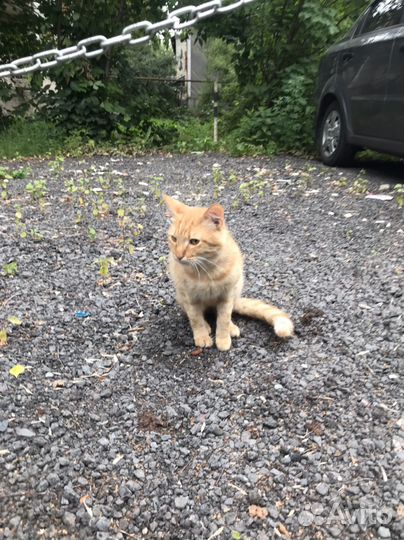 Котик очень ищет дом