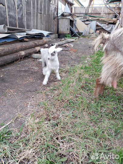 Козы козлята