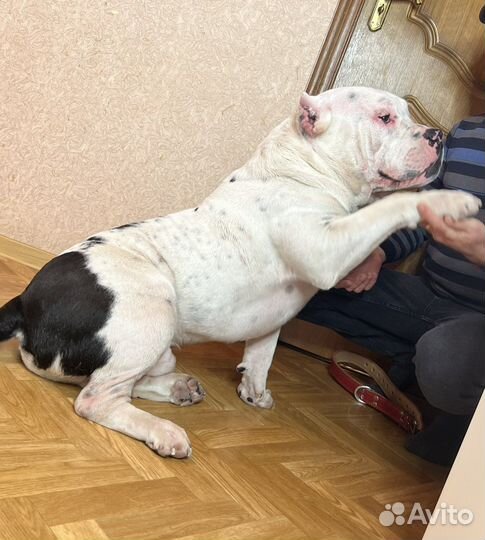 Американский Булли Вязка