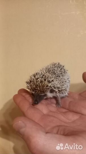 Африканский ежик