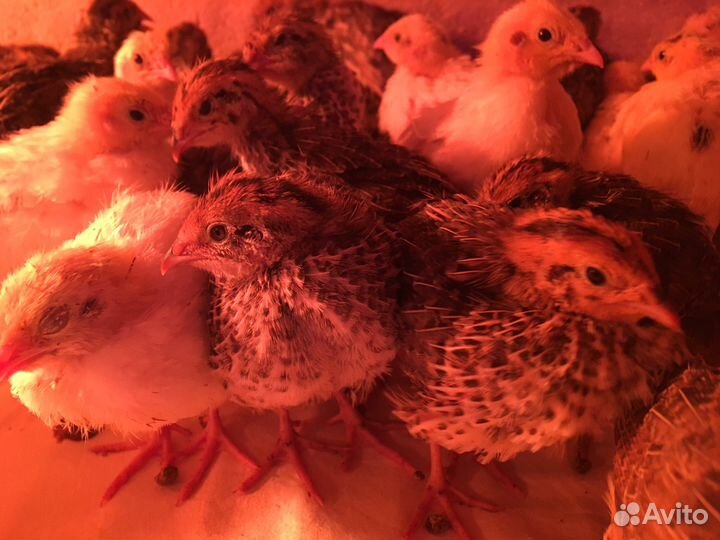 Перепела Эстонцы.Яйцо, мясо