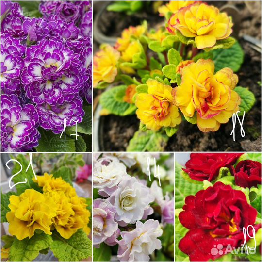 Примула беларина