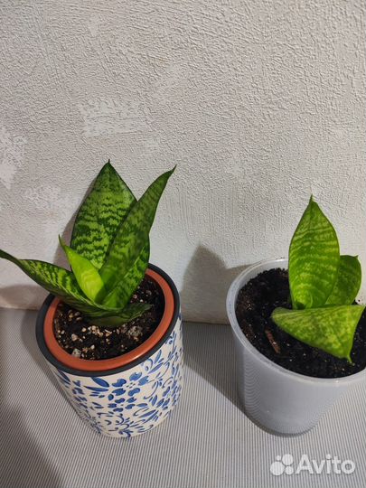 Сансевиерия ханни зебра