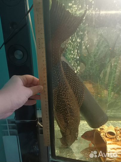 Сом парчевый