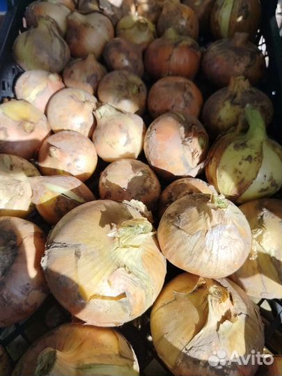 Лук домашний