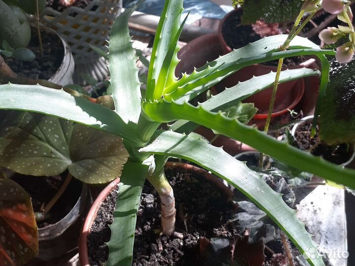 Алоэ столетник