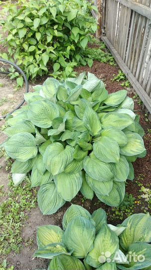 Хоста голубая и золотистая