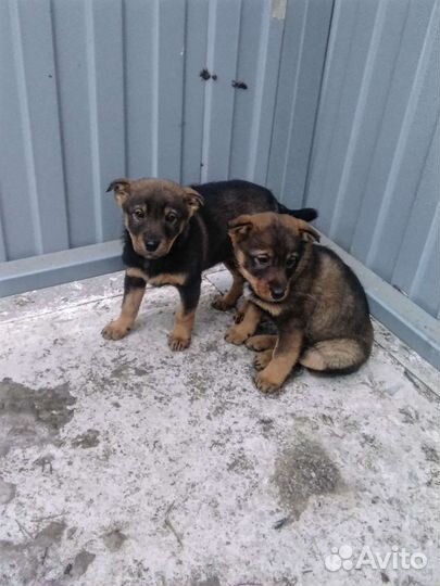 Хорошие девочки ищут семью