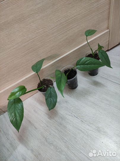 Эпипремнумы и Сциндапсус