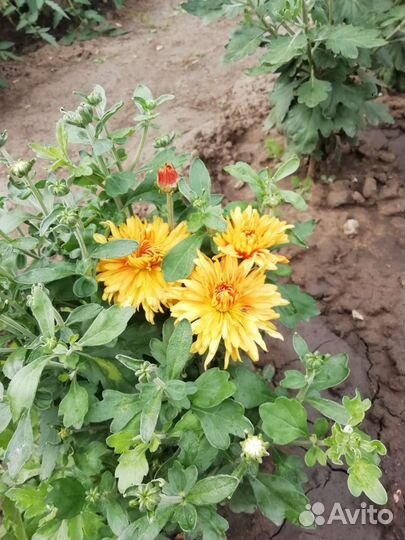 Хризантема корейская