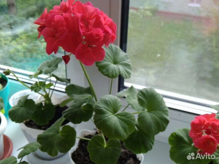 Пеларгония герань сортовая