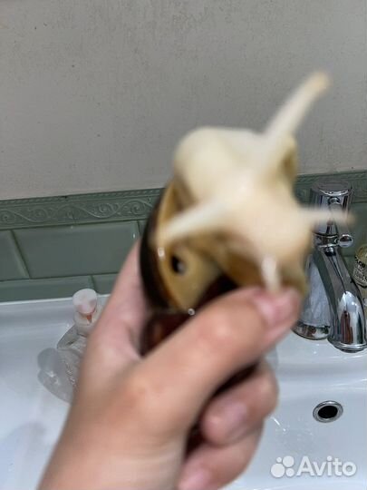 Улитки ахатины фулика альбино