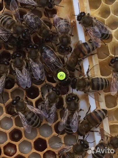 Пчелопакеты карника