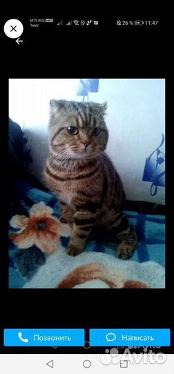 Шотландские котята