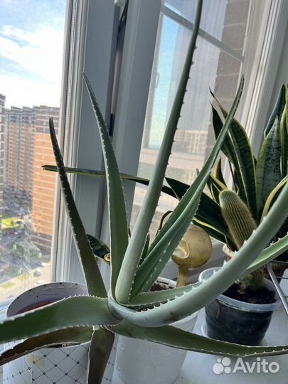 Комнатные цветы (разные )