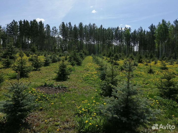 Саженцы голубой ели от 1.0м до 7 метров