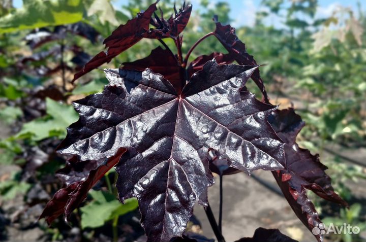 Клен остролистный