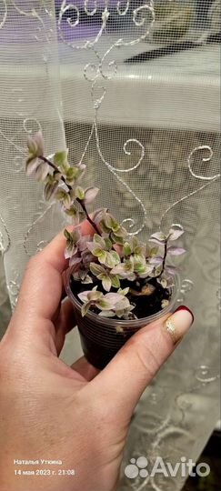 Коллизия и традесканция