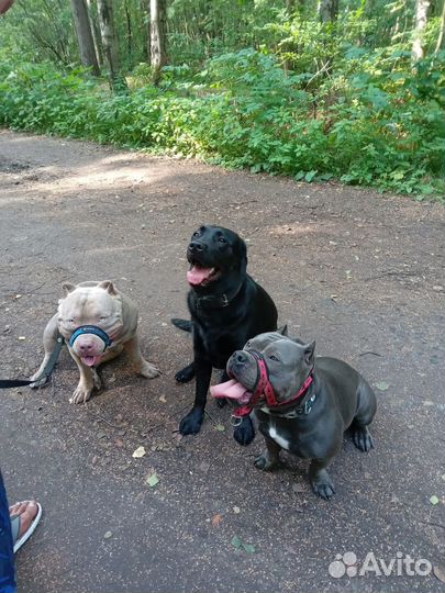 Дрессировка и обучение собак кинолог