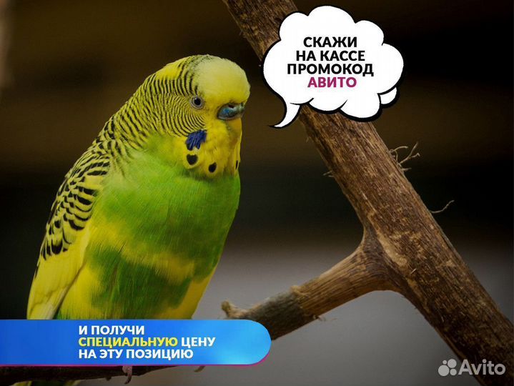 Кенар серый