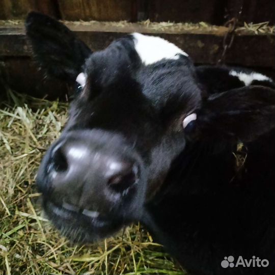 Телята бычки