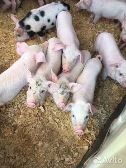 Поросята