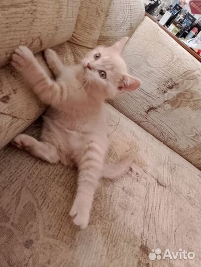 Кремовый котенок