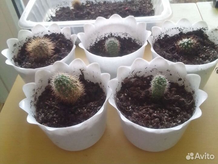 Кактусы, маленькие выращенные из семян