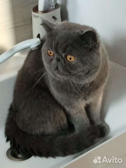 Вязка, кот экзот