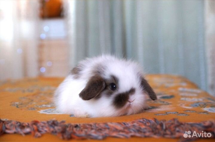 Декоративные кролики карликовые минилопы