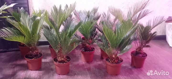 Пальма цикас