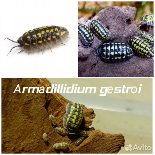 Мокрицы:porcellionides pruinosus orange И другие