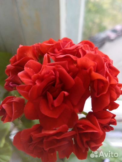 Пеларгония герань