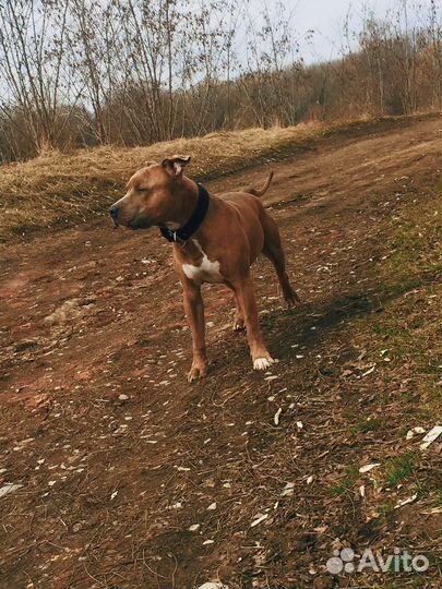 Питбуль вязка