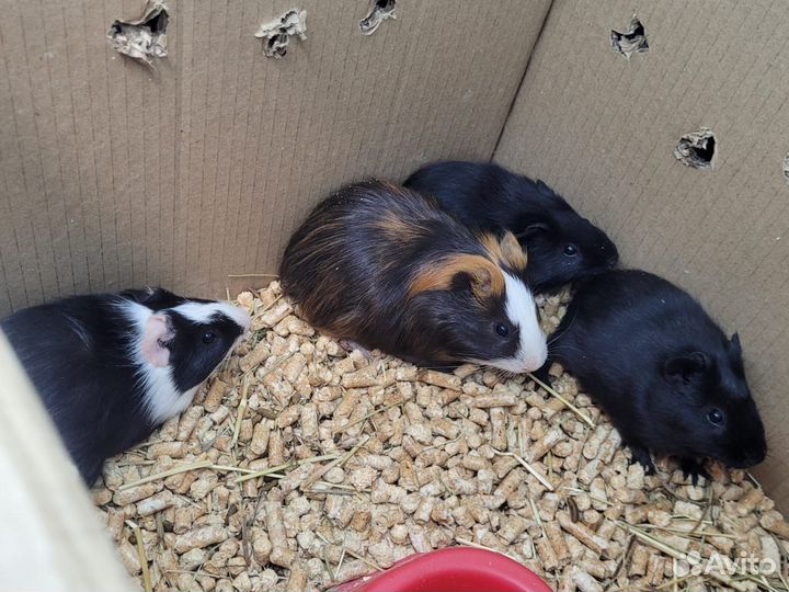 Морские свинки