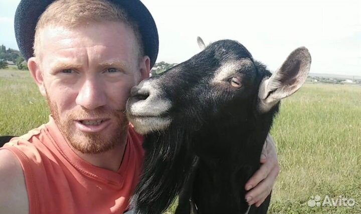 Козье молоко круглый год