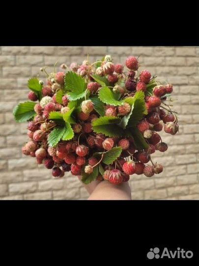 Земляника полевая ароматная ягода