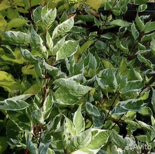 Дерен элегантиссима и Пёстролистный жёлтый