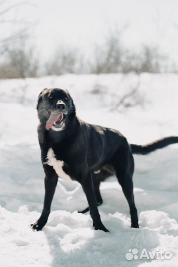 Собака Шиша