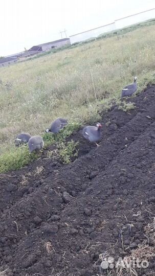 Цесарки