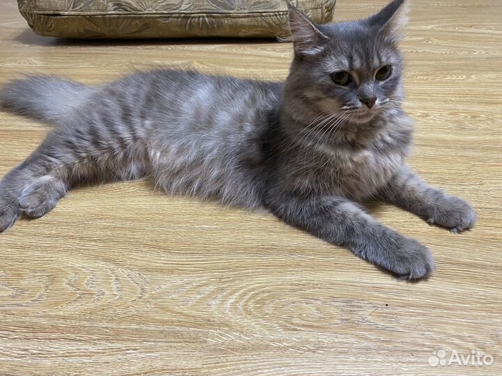 Сибирские котята